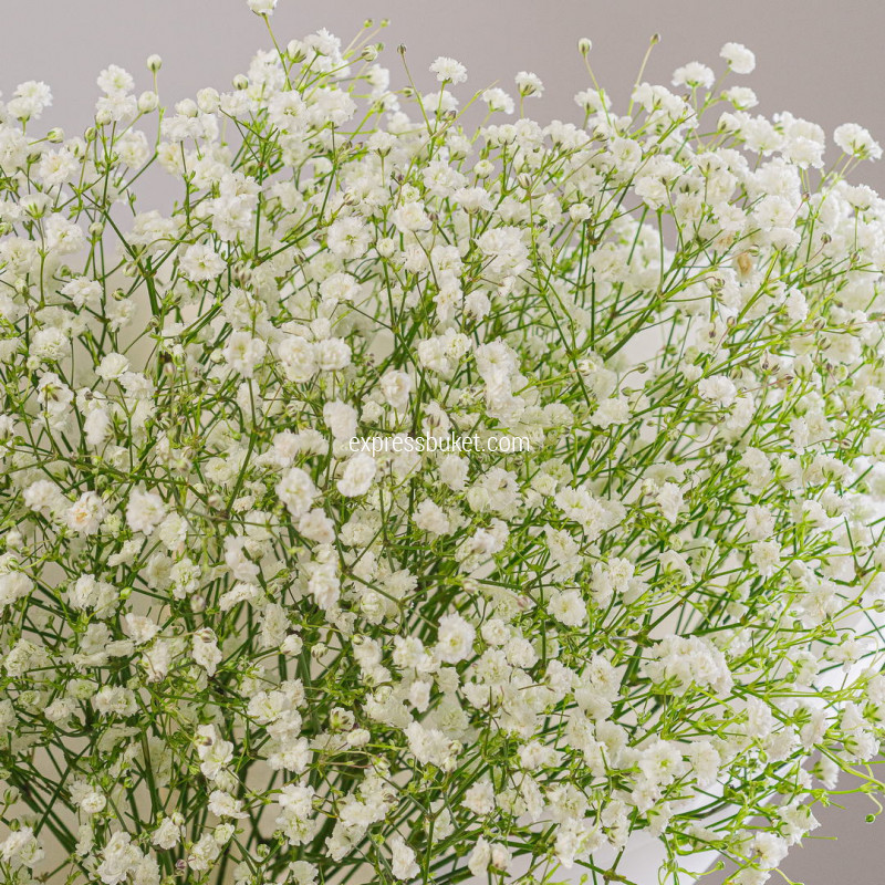 Букет из 7 белых гипсофил